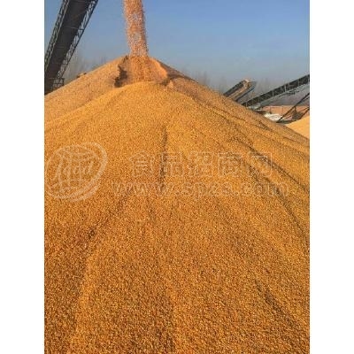 現(xiàn)金收購玉米麩皮大豆高粱淀粉次粉蕎麥等原料