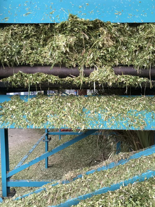 你貨比三家了嗎 郴州甘蔗尾葉飼料加工廠,牛草供應(yīng)