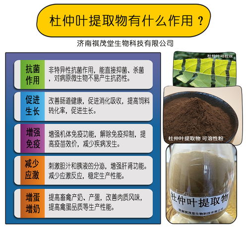 無抗飼料原料杜仲葉提取物生豬快速育肥催肥的作用,杜仲葉提取物養(yǎng)豬生產(chǎn)妙用