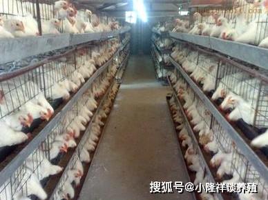 分享 能讓肉雞快速長肉,又不影響品質(zhì)的飼料配方