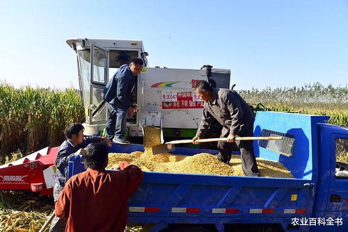 別再浪費錢了 這6個小技巧教你如何有效減輕玉米種植成本