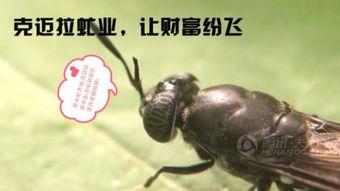 黑水虻一克卵有多少個