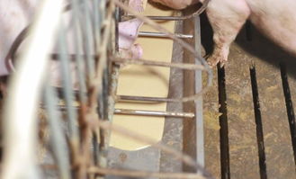 養(yǎng)豬人要掌握的新型飼喂技術,不知你是否了解